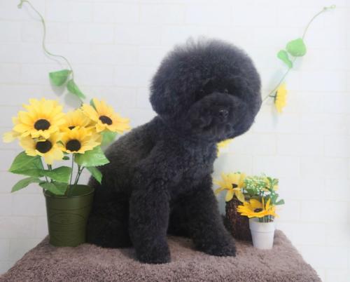ワンちゃんのご紹介