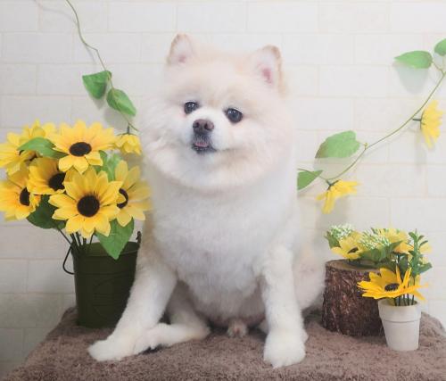 ワンちゃんのご紹介