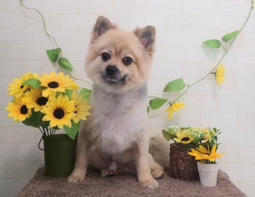 ワンちゃんのご紹介