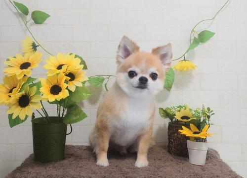 ワンちゃんのご紹介