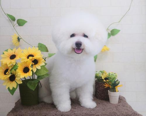 ワンちゃんのご紹介