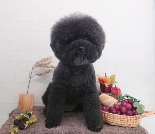 ワンちゃんのご紹介
