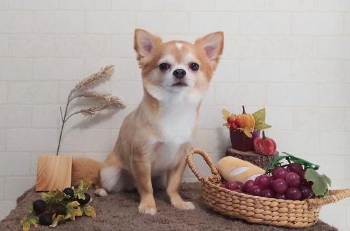 ワンちゃんのご紹介