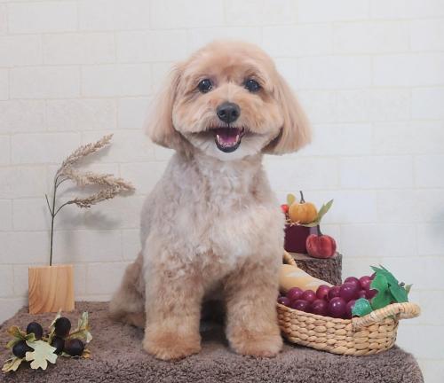 ワンちゃんのご紹介