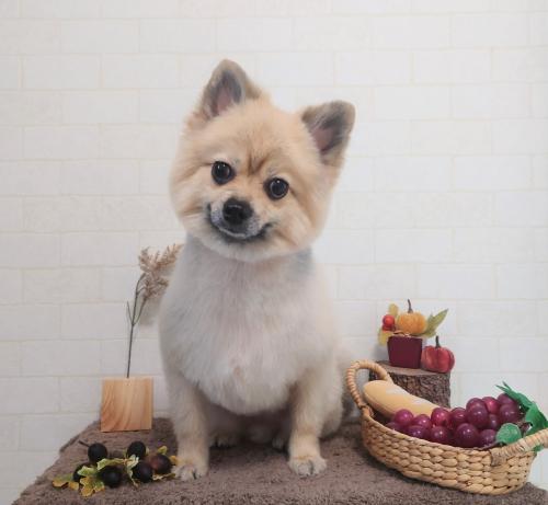 ワンちゃんのご紹介
