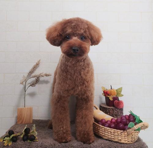 ワンちゃんのご紹介