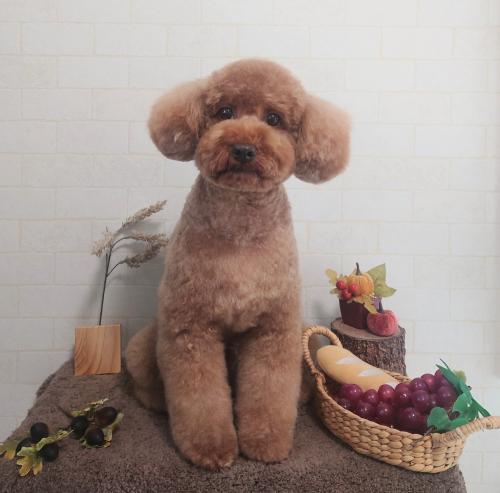 ワンちゃんのご紹介