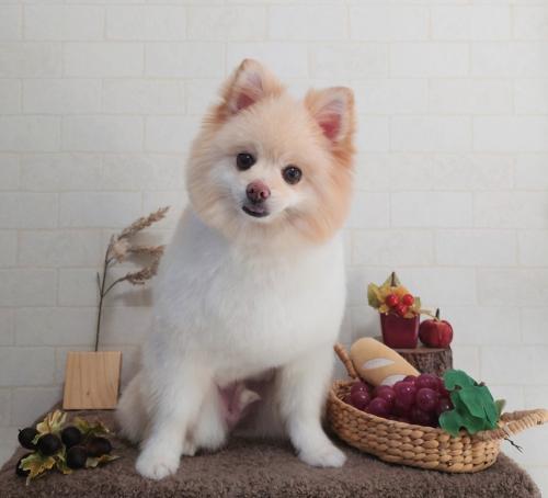 ワンちゃんのご紹介