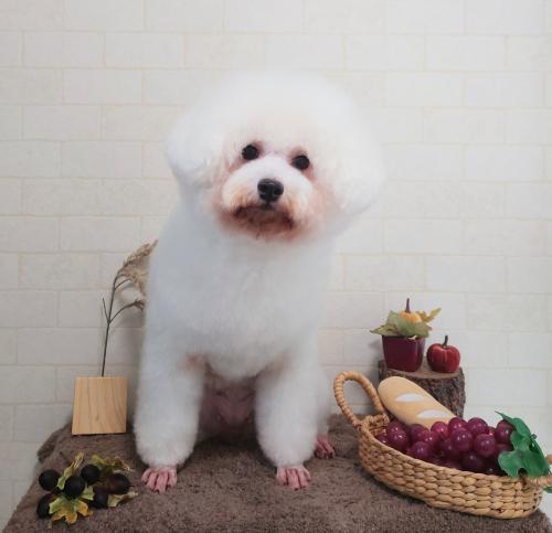 ワンちゃんのご紹介