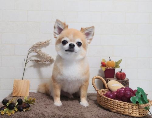 ワンちゃんのご紹介