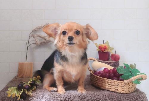 ワンちゃんのご紹介
