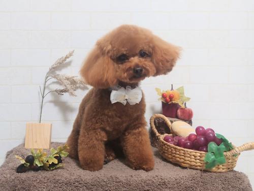 ワンちゃんのご紹介