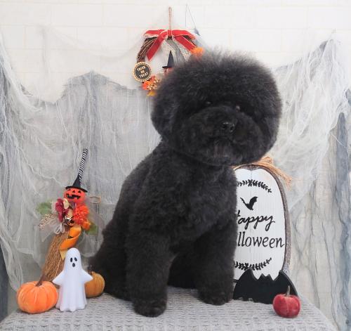 ワンちゃんのご紹介