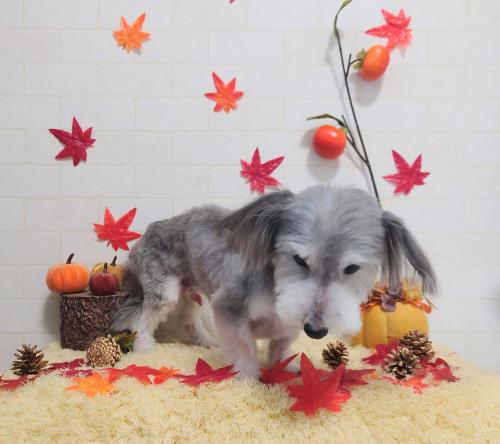 ワンちゃんのご紹介