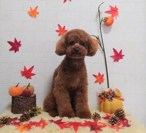 ワンちゃんのご紹介