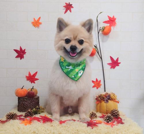 ワンちゃんのご紹介