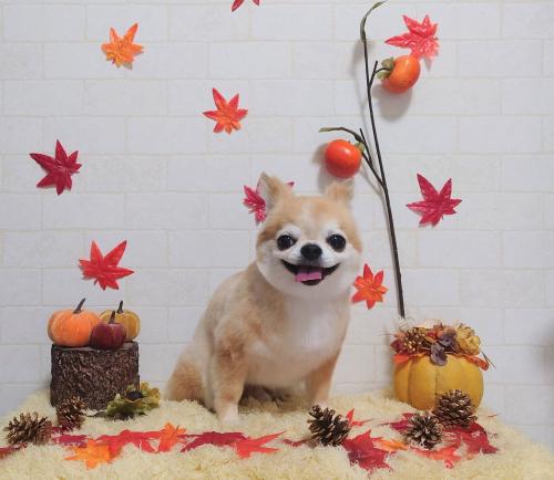 ワンちゃんのご紹介