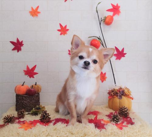 ワンちゃんのご紹介