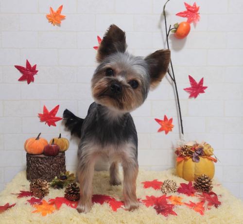 ワンちゃんのご紹介