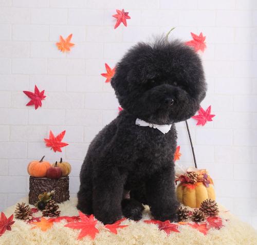 ワンちゃんのご紹介