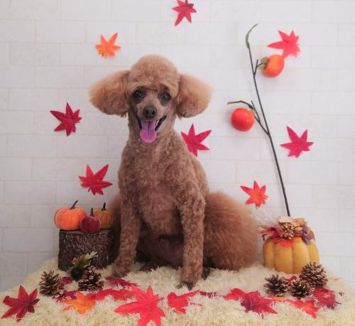 ワンちゃんのご紹介