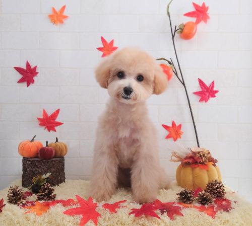 ワンちゃんのご紹介