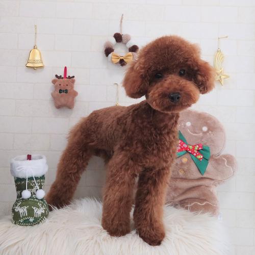 ワンちゃんのご紹介