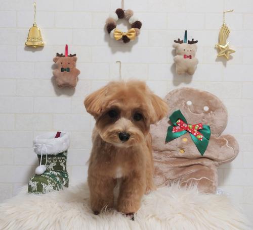 ワンちゃんのご紹介