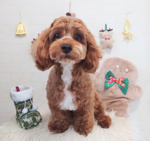 ワンちゃんのご紹介