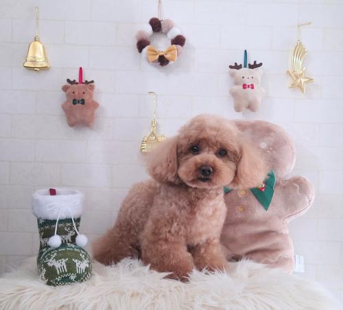 ワンちゃんのご紹介