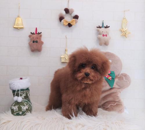 ワンちゃんのご紹介