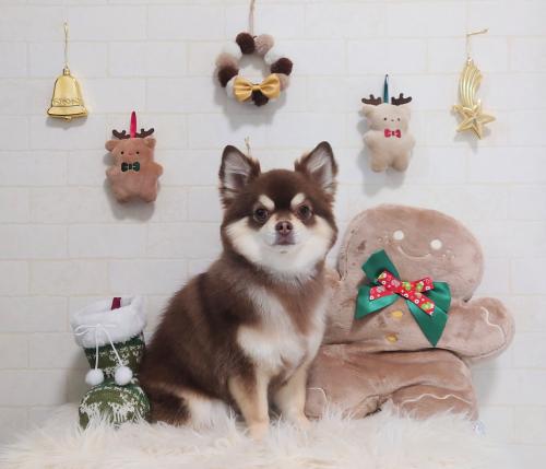 ワンちゃんのご紹介