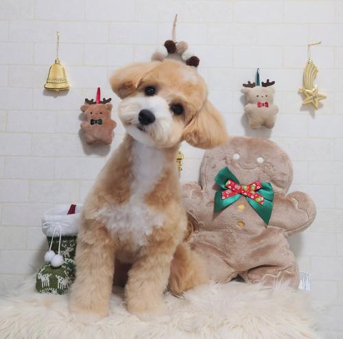 ワンちゃんのご紹介