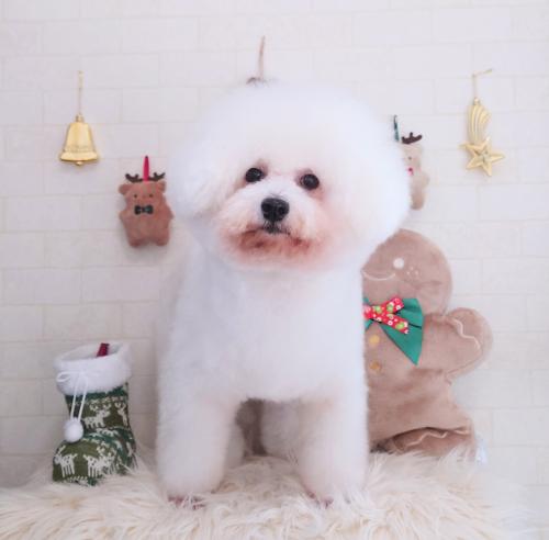 ワンちゃんのご紹介