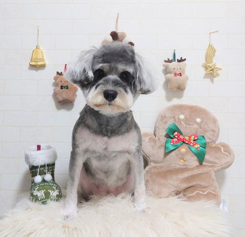 ワンちゃんのご紹介