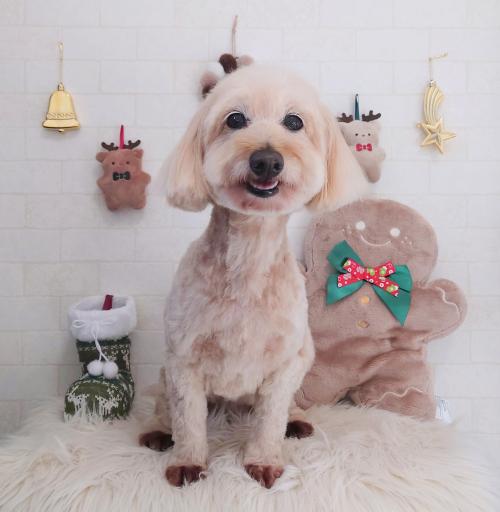 ワンちゃんのご紹介