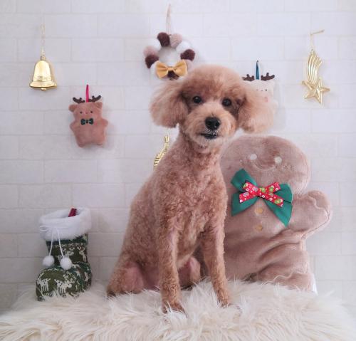 ワンちゃんのご紹介