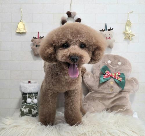 ワンちゃんのご紹介