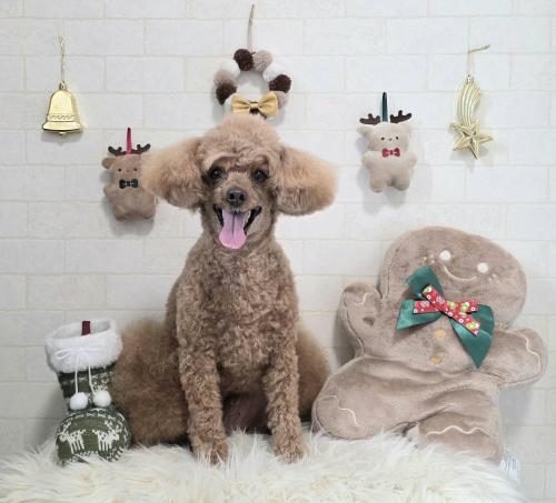 ワンちゃんのご紹介