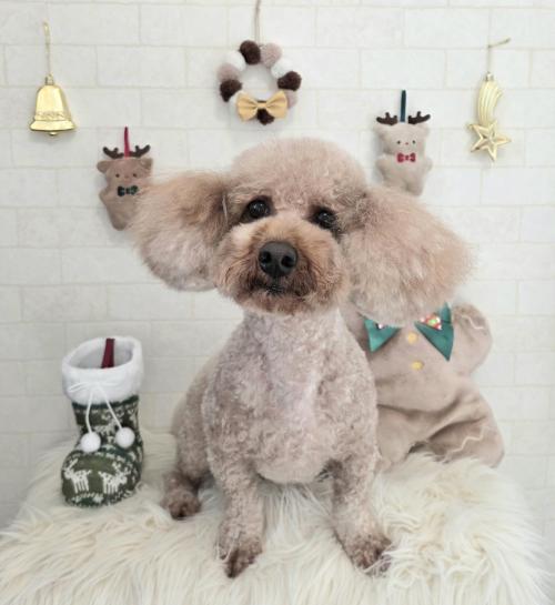 ワンちゃんのご紹介