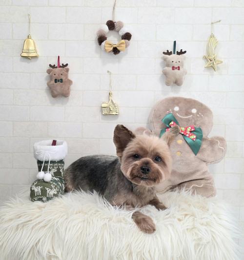 ワンちゃんのご紹介