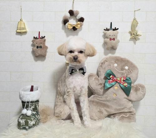 ワンちゃんのご紹介