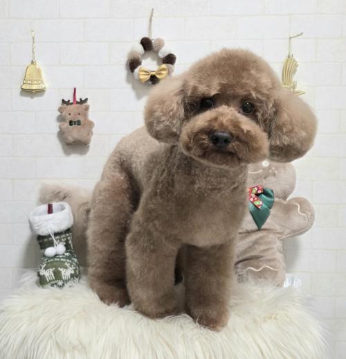 ワンちゃんのご紹介