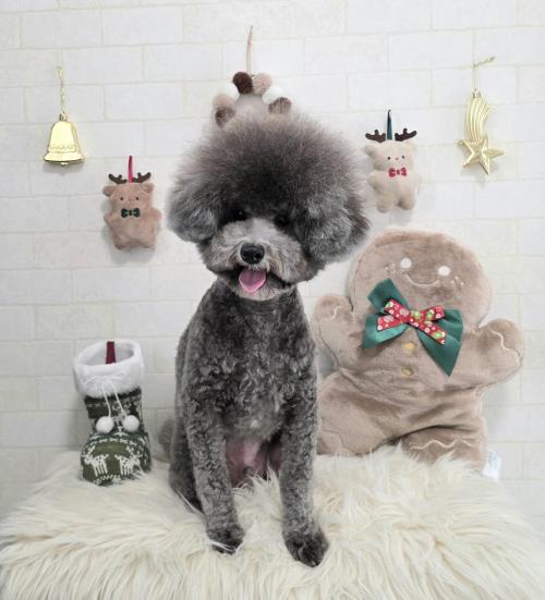 ワンちゃんのご紹介