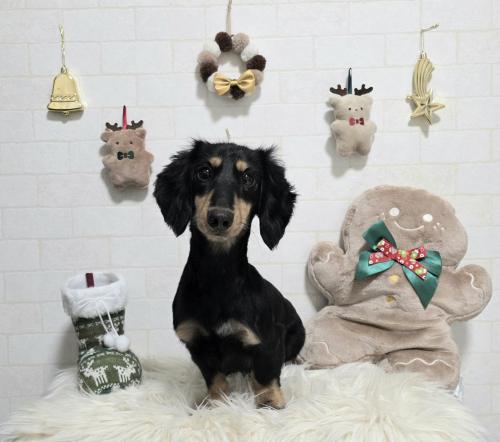 ワンちゃんのご紹介