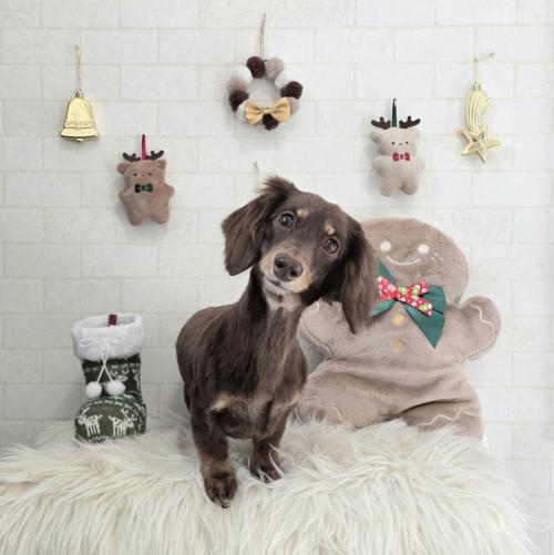 ワンちゃんのご紹介