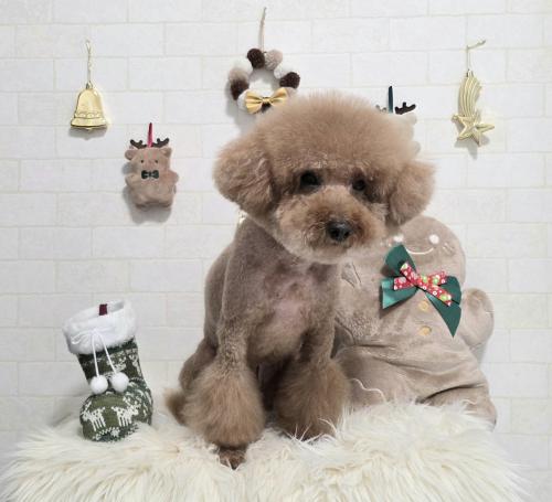 ワンちゃんのご紹介