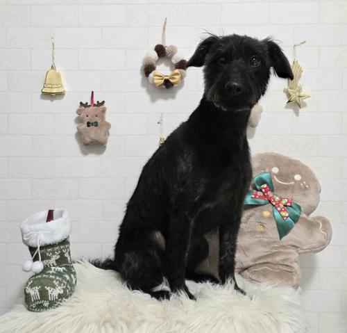 ワンちゃんのご紹介