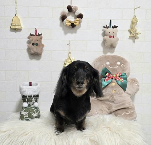 ワンちゃんのご紹介