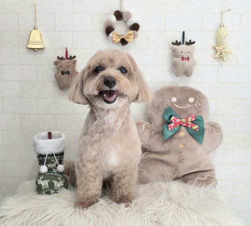 ワンちゃんのご紹介